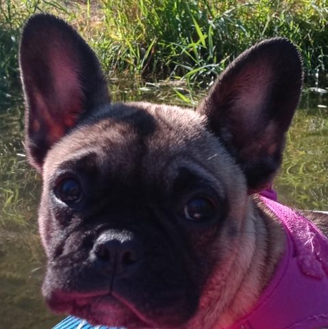Lola, Katie's fawn French bulldog, in a pink harness